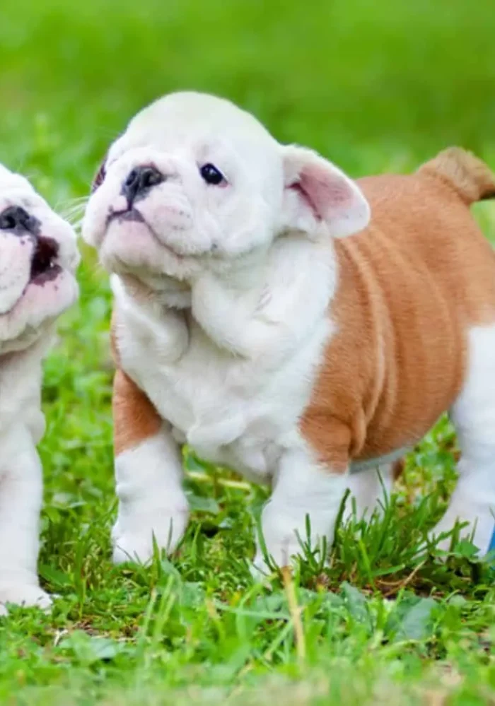 two-english-bulldog-puppies